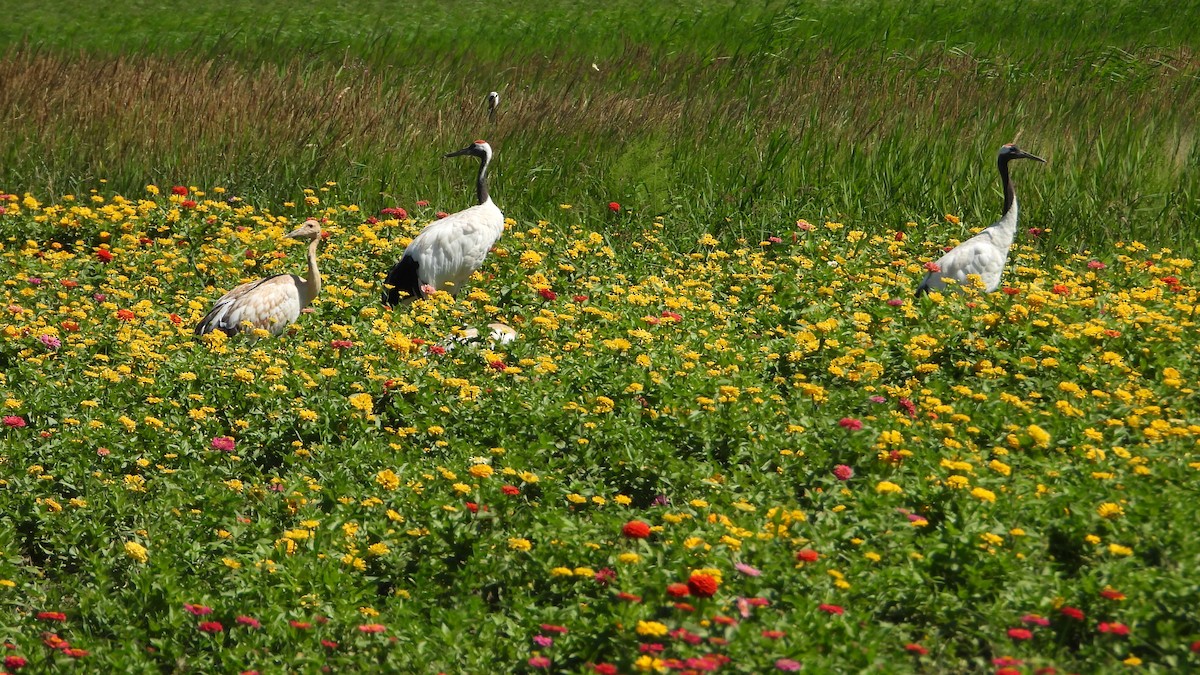 Red-crowned Crane - ML640304448