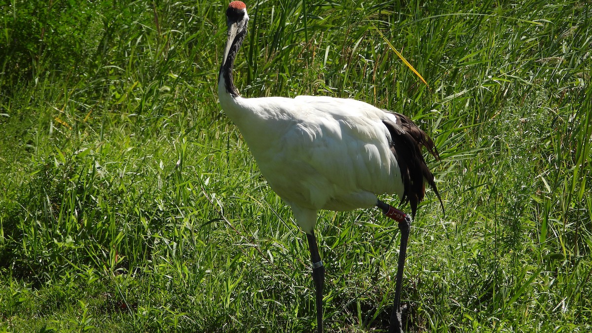 Red-crowned Crane - ML640304458