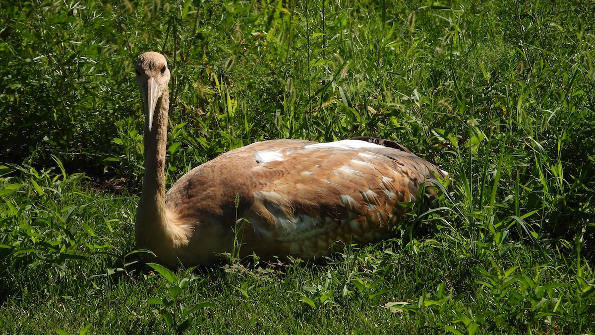 Red-crowned Crane - ML640304460