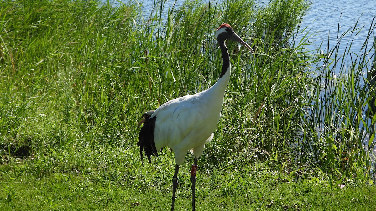 Red-crowned Crane - ML640304463