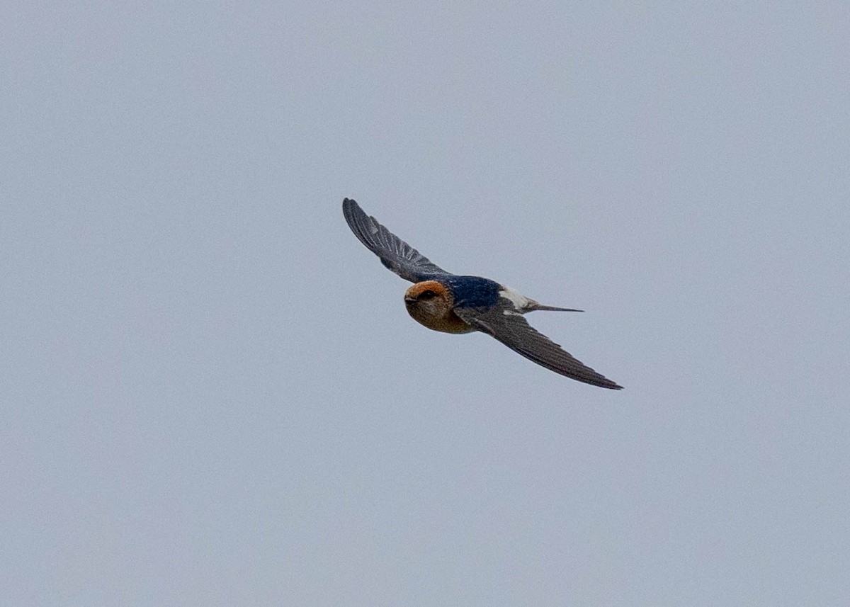 Fairy Martin - ML640304502