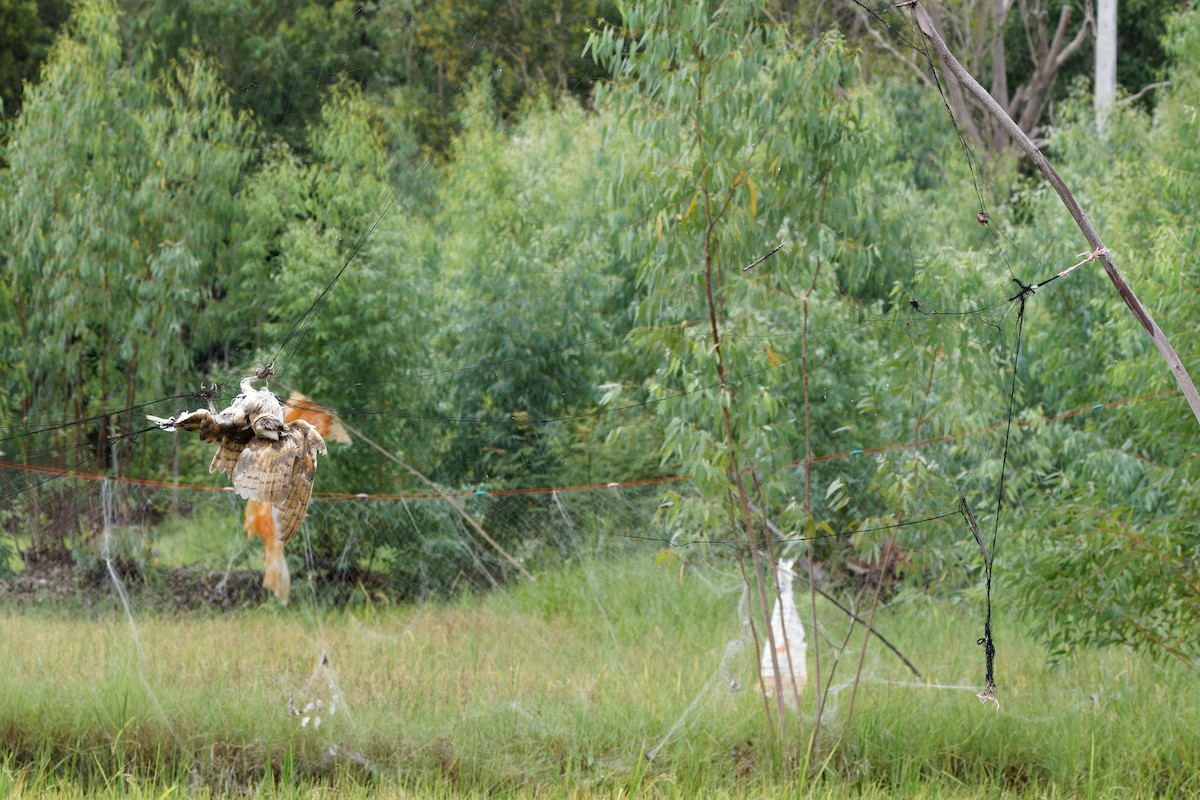 owl sp. - ML640304551