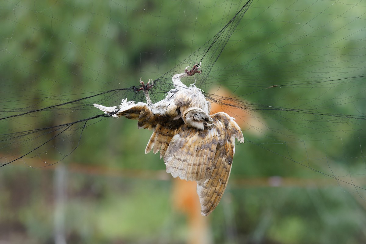 owl sp. - ML640304552