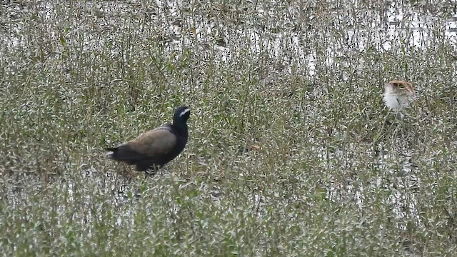 Bronze-winged Jacana - ML640304607
