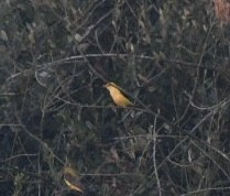 Eurasian Golden Oriole - ML640304616