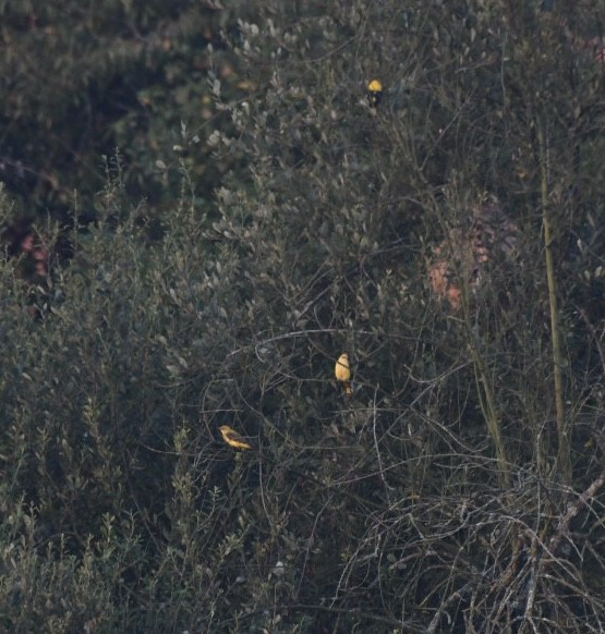 Eurasian Golden Oriole - ML640304617