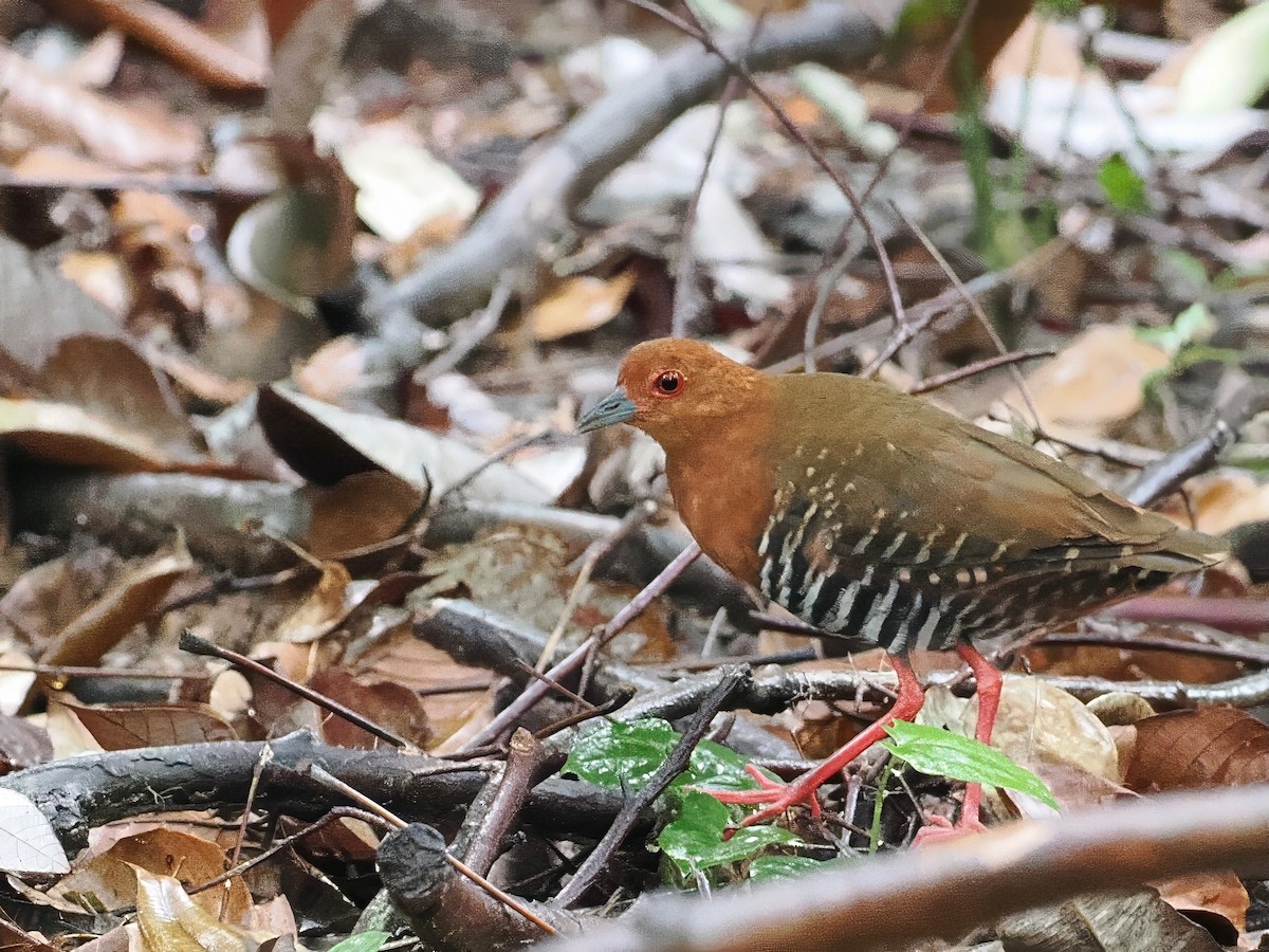 Red-legged Crake - ML640304669