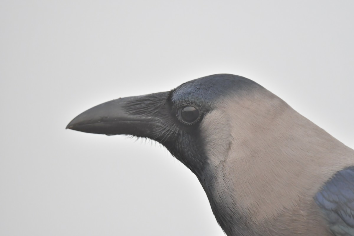 House Crow - ML640304683