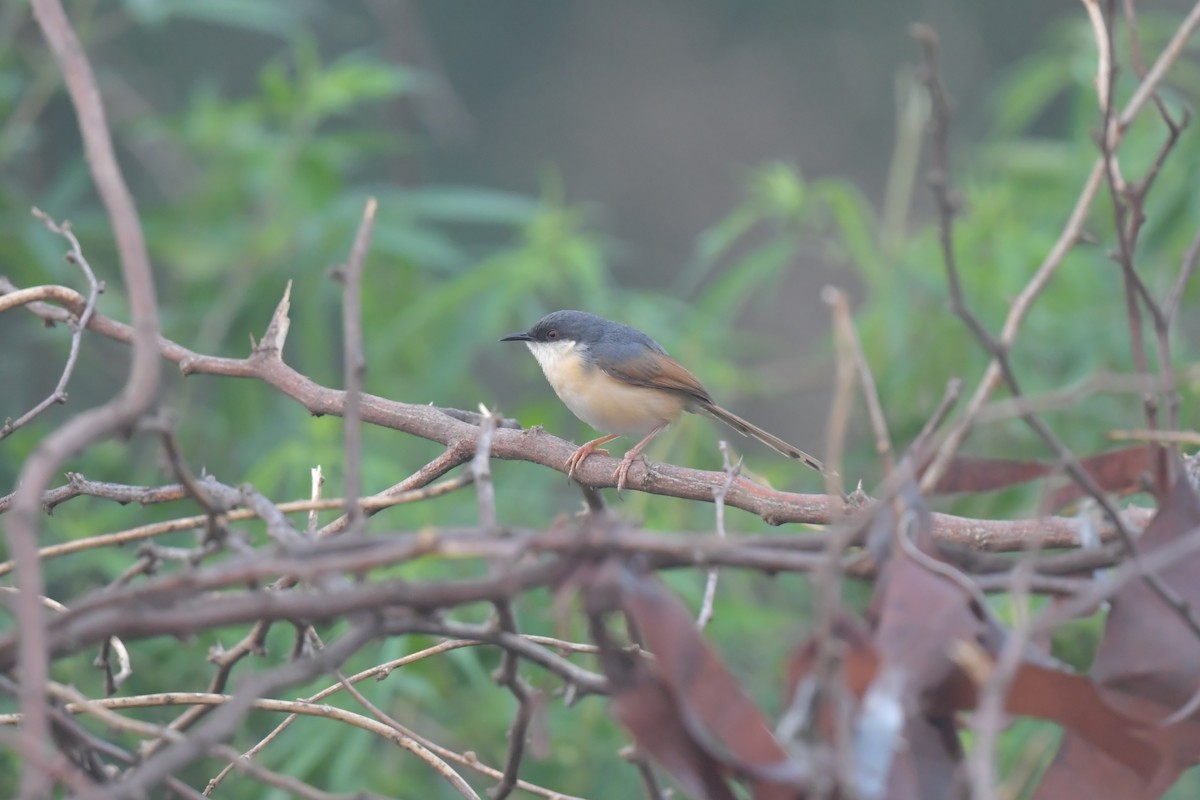 Ashy Prinia - ML640304691