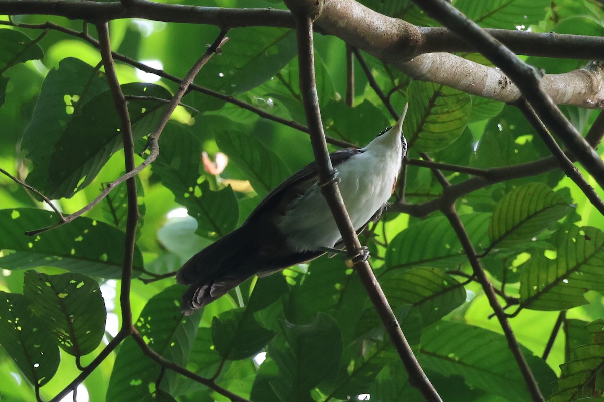 Sunda Scimitar-Babbler - ML640304704