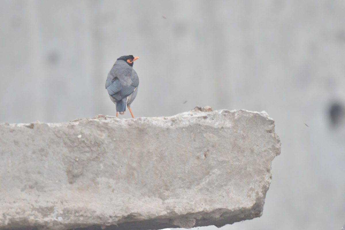Bank Myna - ML640304705