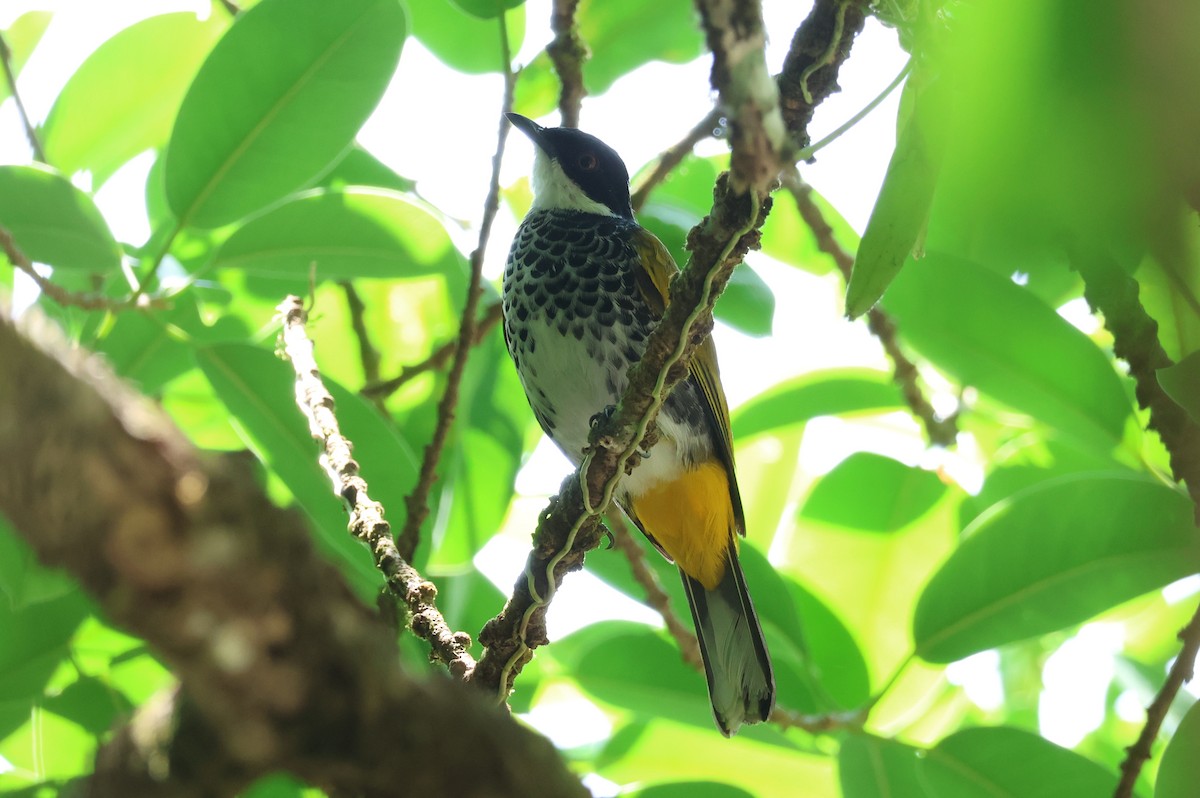 Scaly-breasted Bulbul - ML640304802