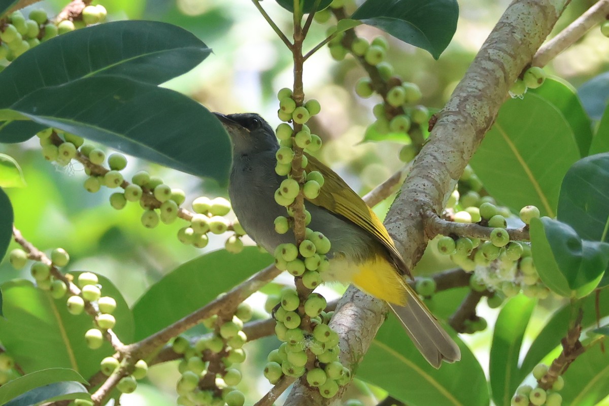 Gray-bellied Bulbul - ML640304803