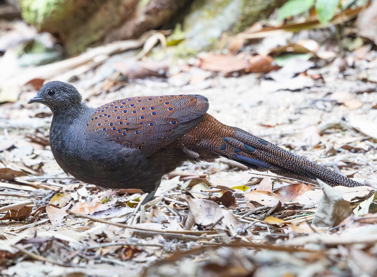 Mountain Peacock-Pheasant - ML640304877