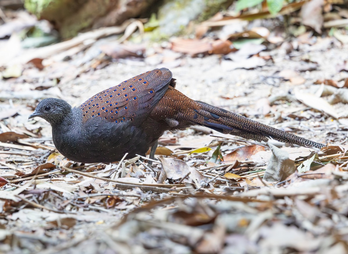 Mountain Peacock-Pheasant - ML640304879