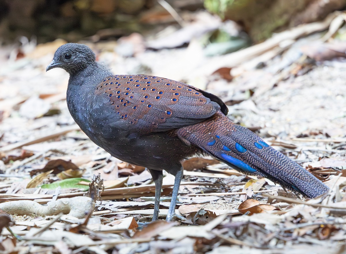 Mountain Peacock-Pheasant - ML640304884
