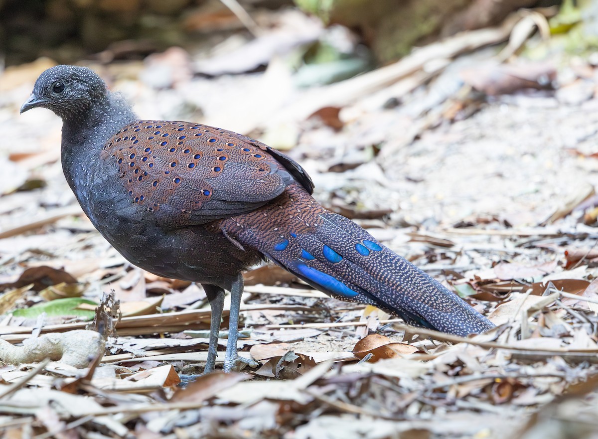 Mountain Peacock-Pheasant - ML640304885
