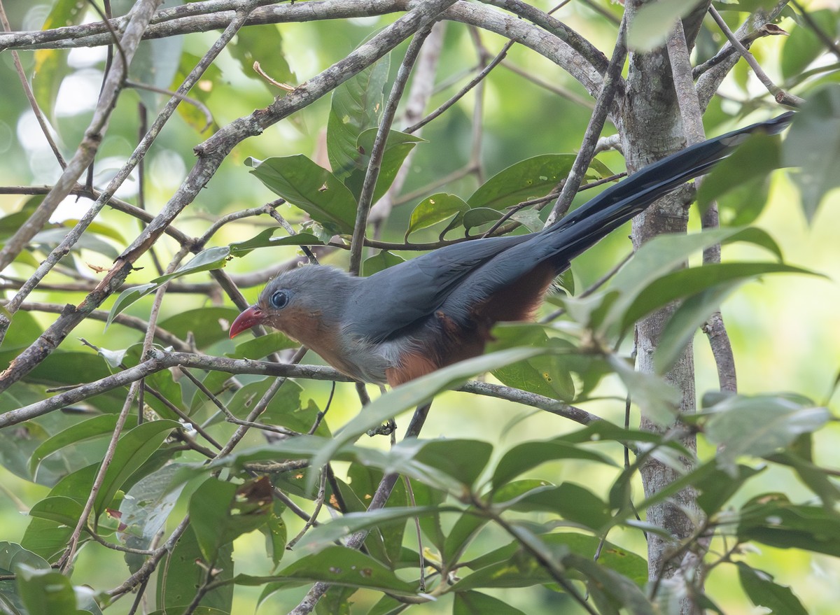 Red-billed Malkoha - ML640304893