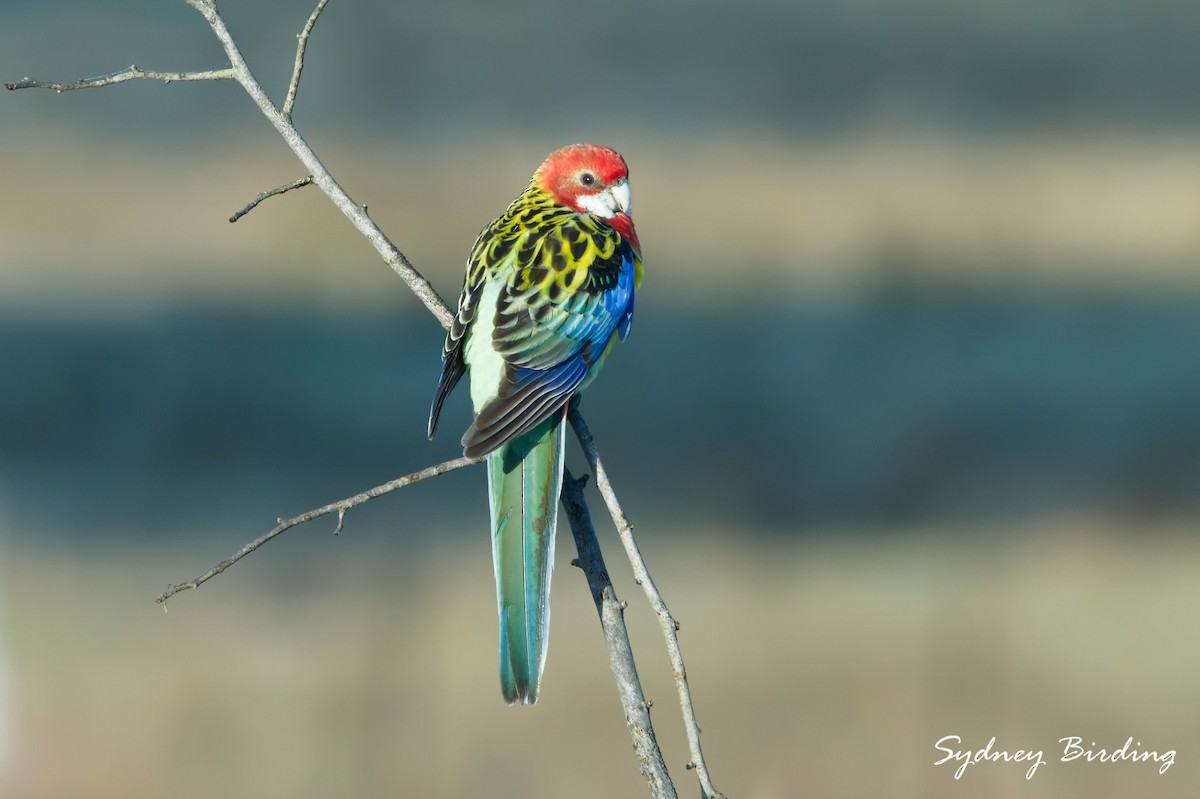 Eastern Rosella - ML640304945