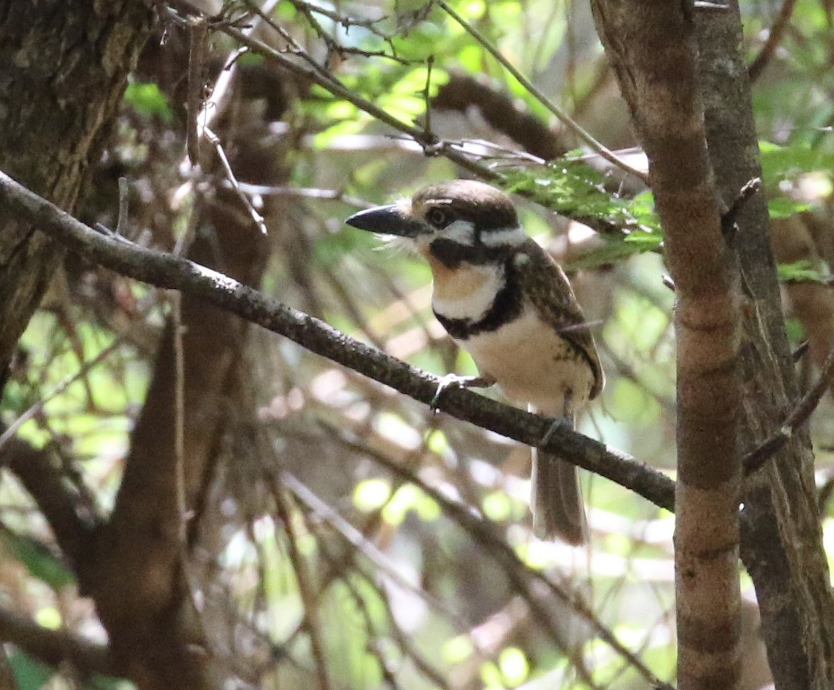 Russet-throated Puffbird - ML640304963