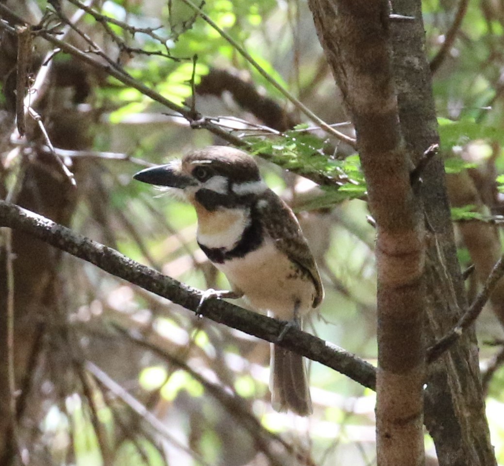 Russet-throated Puffbird - ML640304982