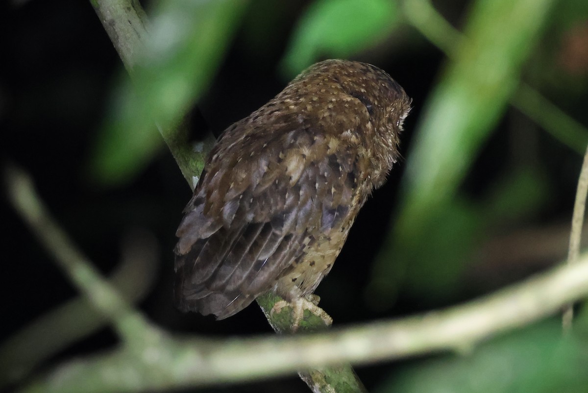 Reddish Scops-Owl - ML640305002