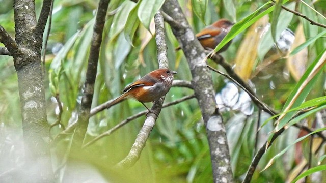 Brown-throated Fulvetta - ML640305003