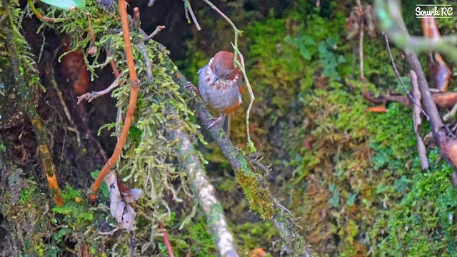 Brown-throated Fulvetta - ML640305004