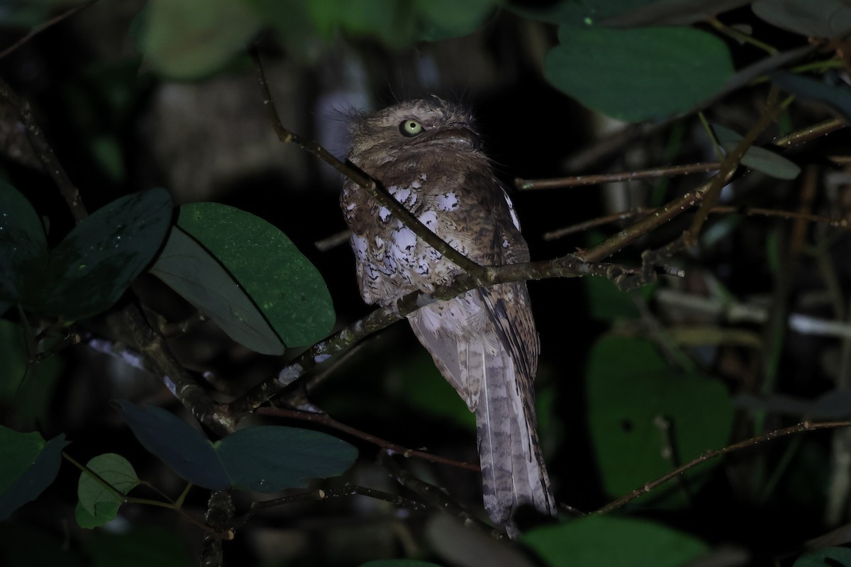 Blyth's Frogmouth (Blyth's) - ML640305006