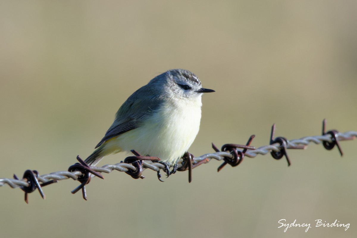 Yellow-rumped Thornbill - ML640305009
