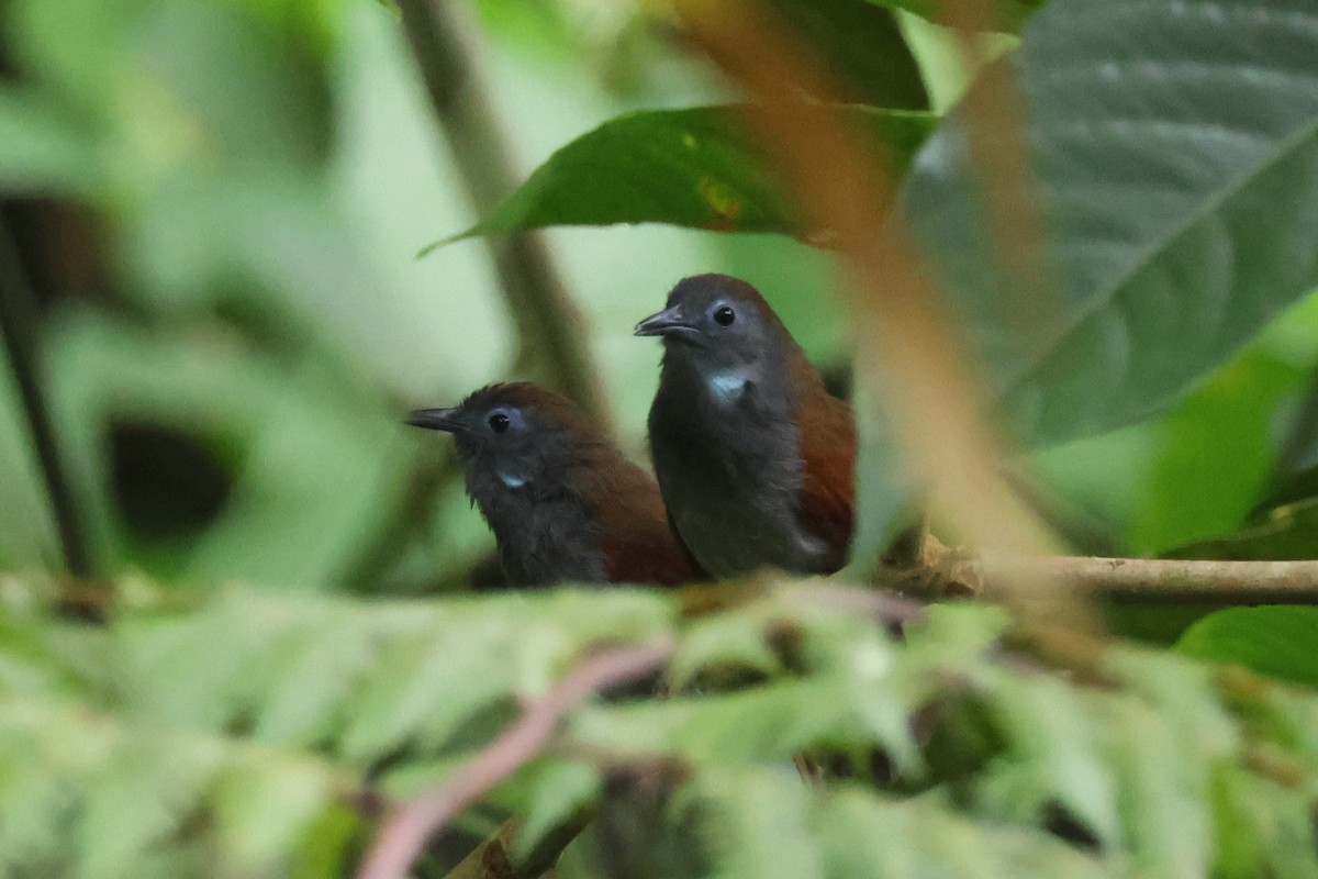 Chestnut-winged Babbler - ML640305020