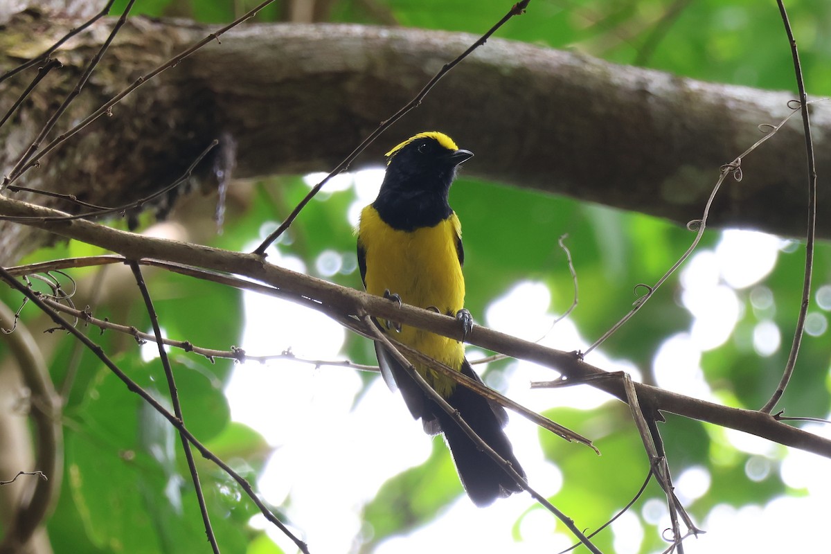 Sultan Tit (Yellow-crested) - ML640305034