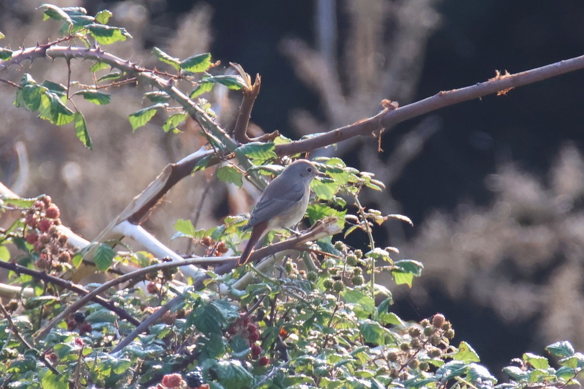 Common Redstart - ML640305035