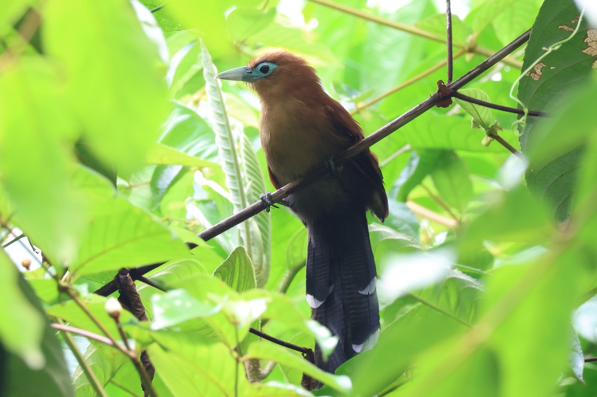 Raffles's Malkoha - ML640305046