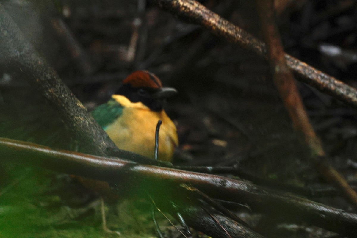 Noisy Pitta - ML640305121