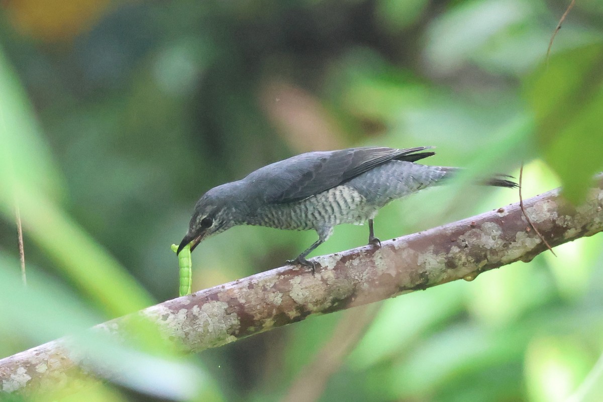 Lesser Cuckooshrike - ML640305302