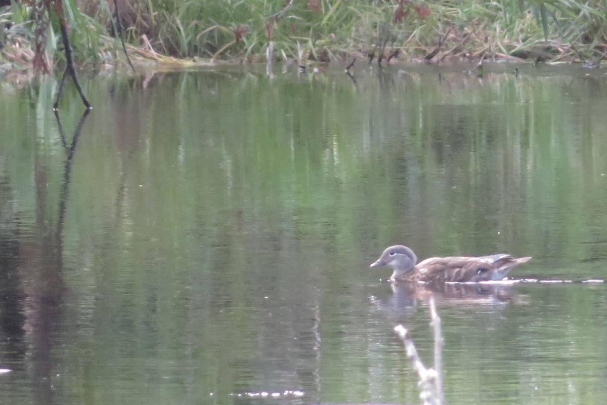 Mandarin Duck - ML640305320