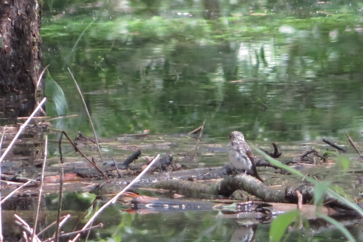 Asian Brown Flycatcher - ML640305326