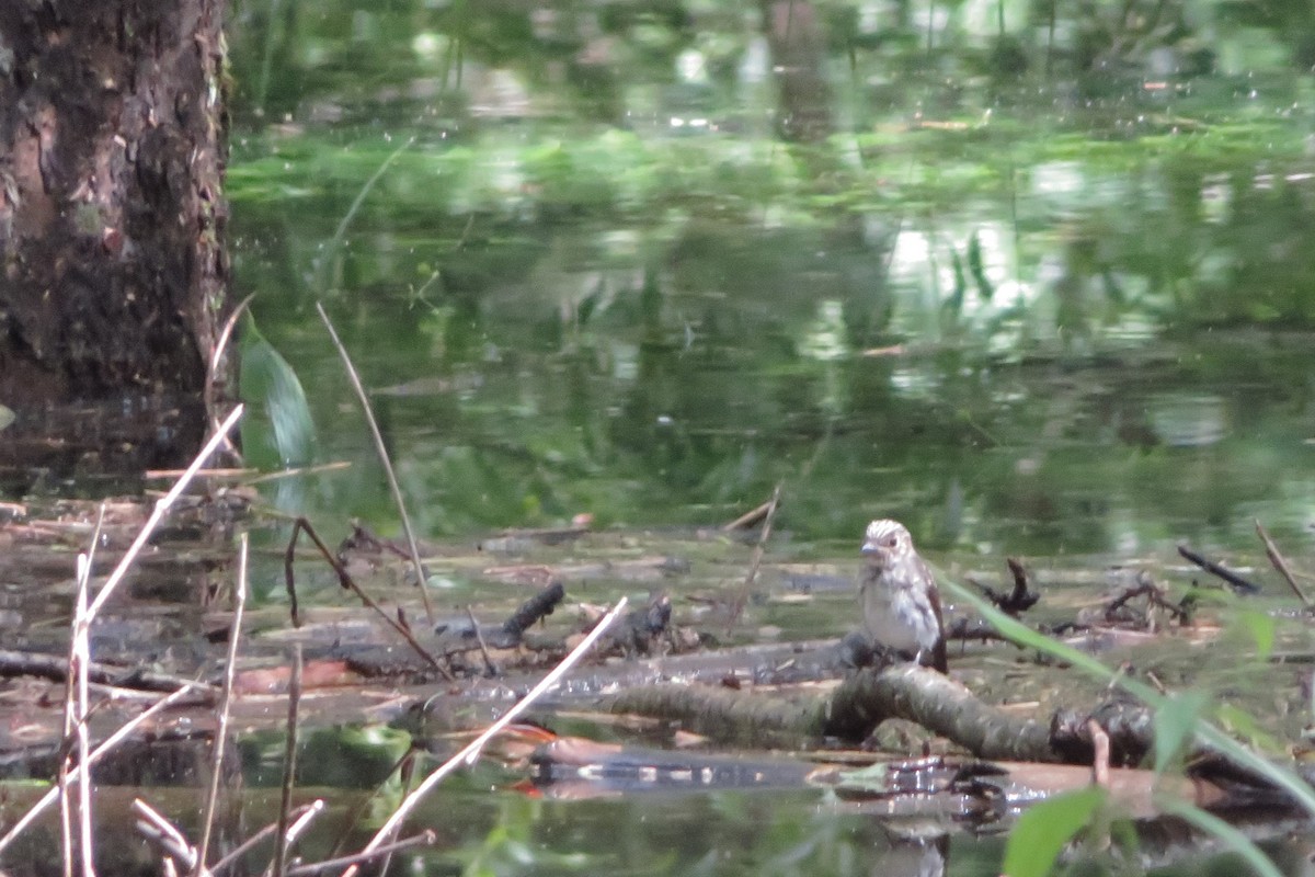 Asian Brown Flycatcher - ML640305327