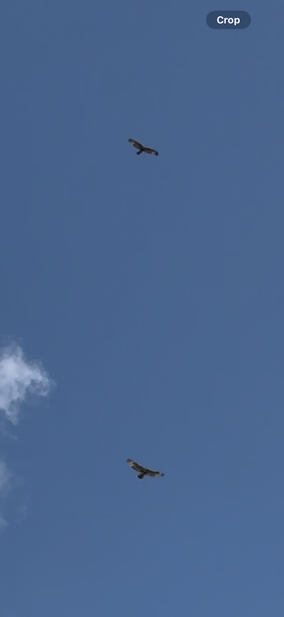 Red-shouldered Hawk - ML640305379