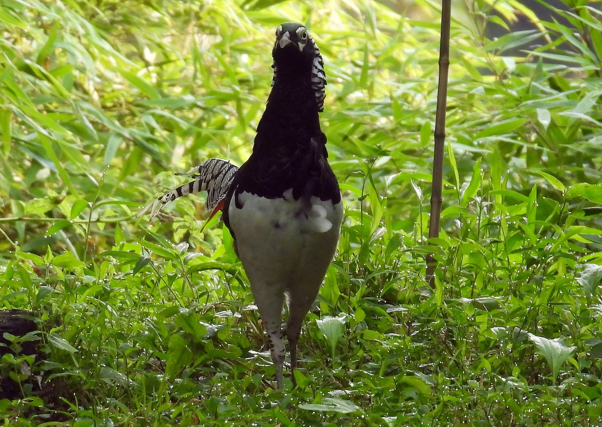 Lady Amherst's Pheasant - ML640305409