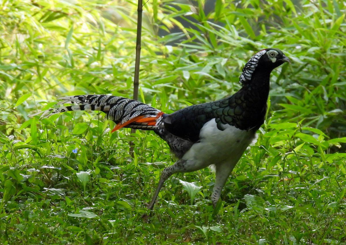 Lady Amherst's Pheasant - ML640305410