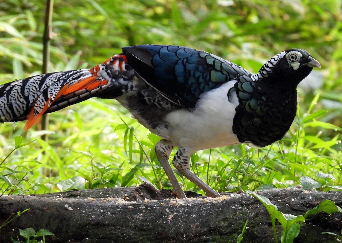 Lady Amherst's Pheasant - ML640305411