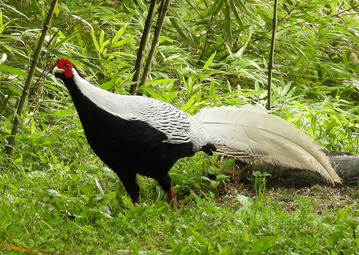 Silver Pheasant - ML640305413