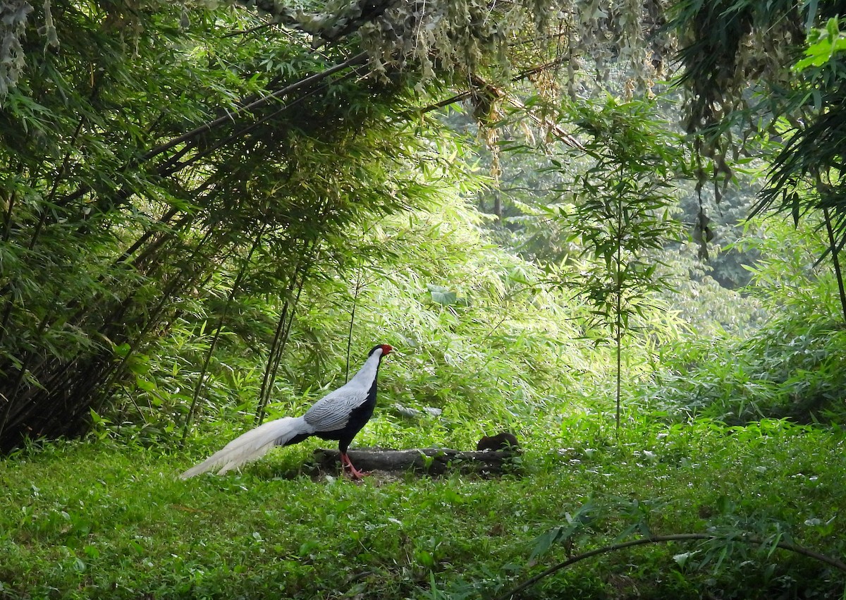 Silver Pheasant - ML640305414