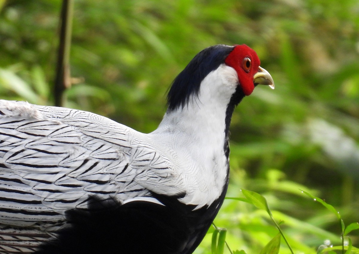 Silver Pheasant - ML640305415