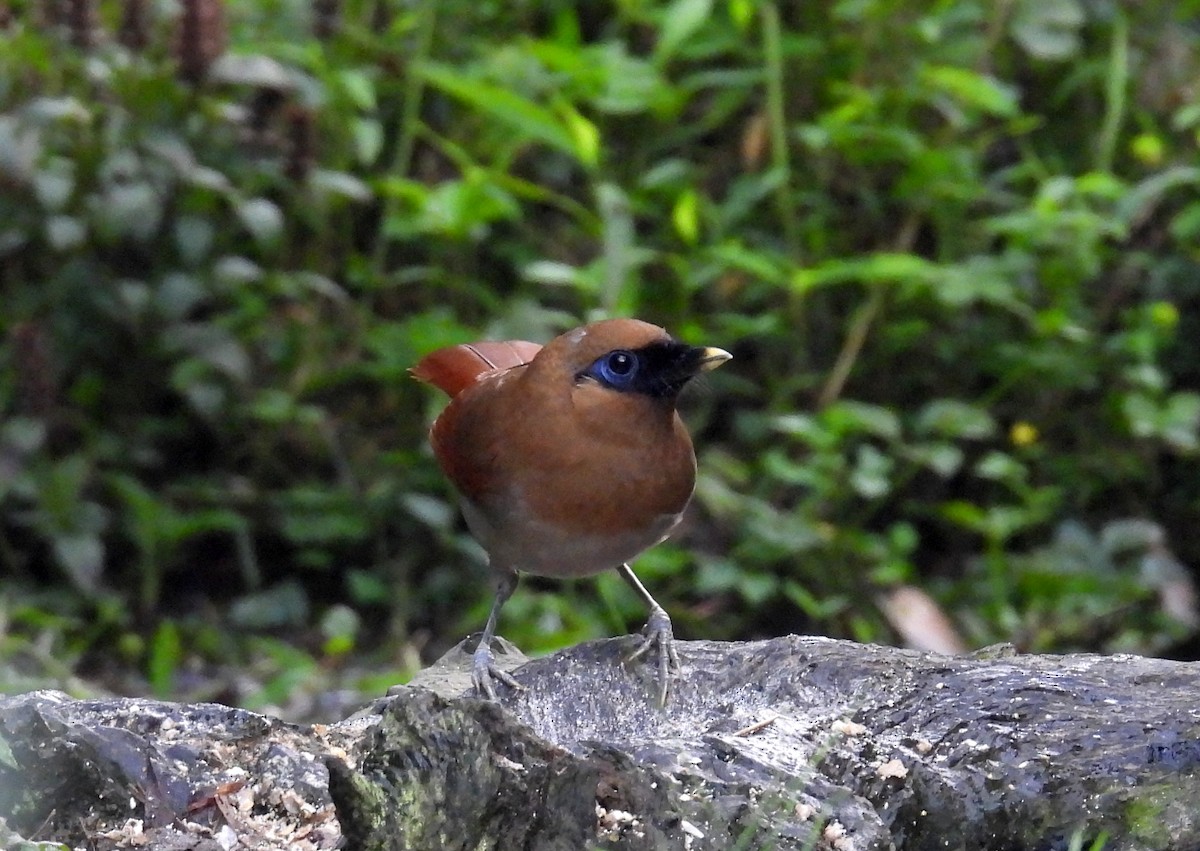 Buffy Laughingthrush - ML640305417
