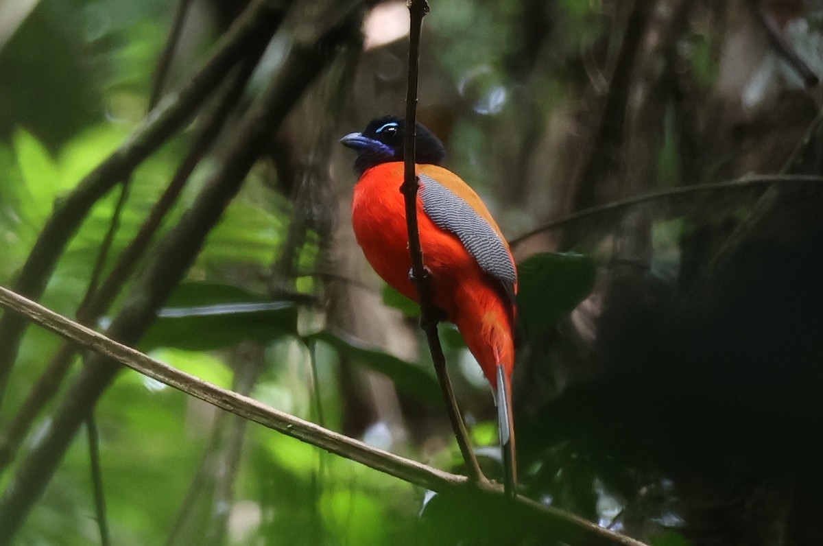 Rotbürzeltrogon - ML640305419