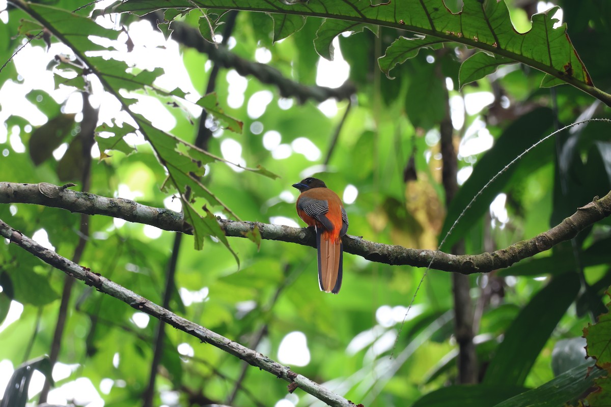 Rotbürzeltrogon - ML640305420