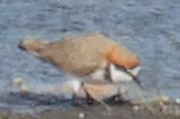 Red-capped Plover - ML640305479